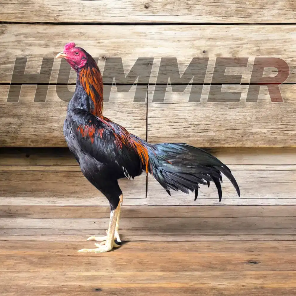 Ayam bangkok, birma, mangon, pakoy