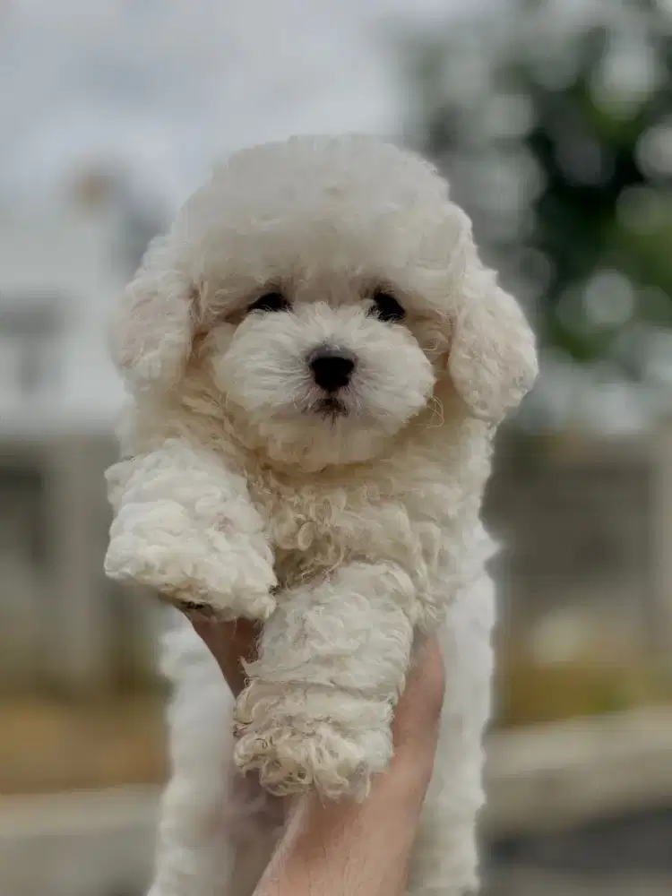 tiny white poodle male
