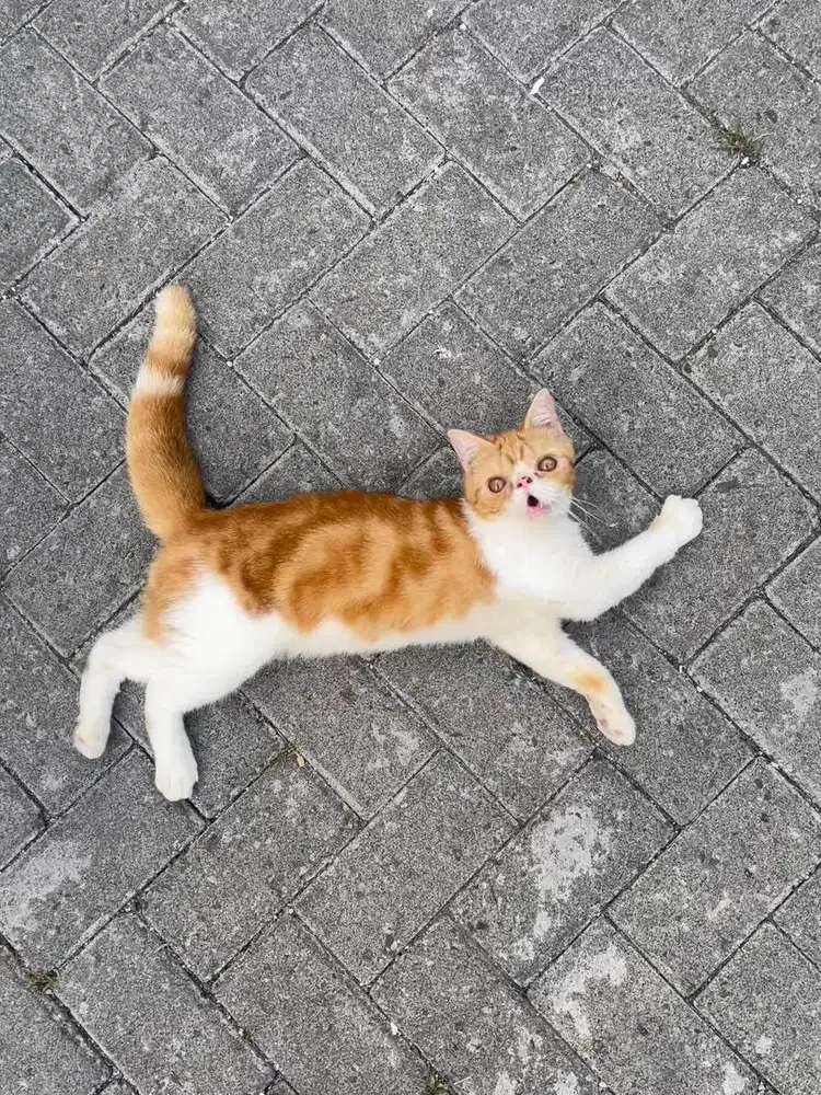 Kucingan jantan peak exco