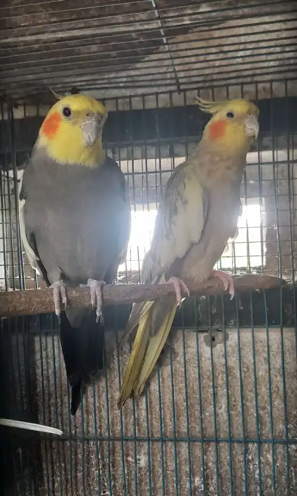 Burung falk/kokatel sepasang