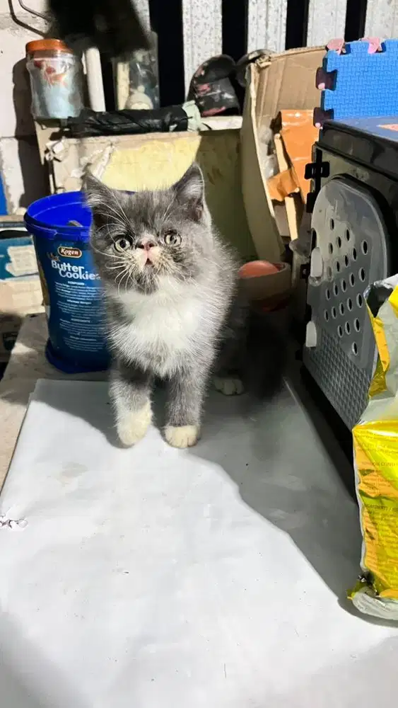 Persia peaknose abu putih jantan