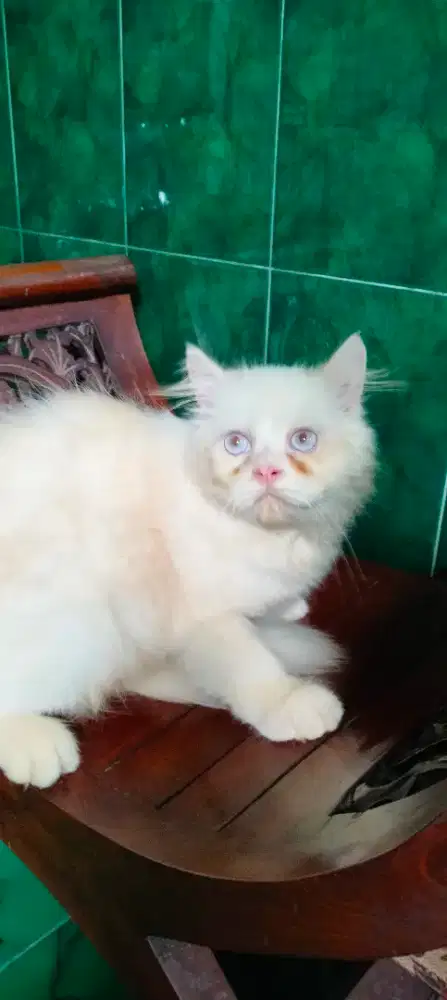 Kucing Persia Peak Nose