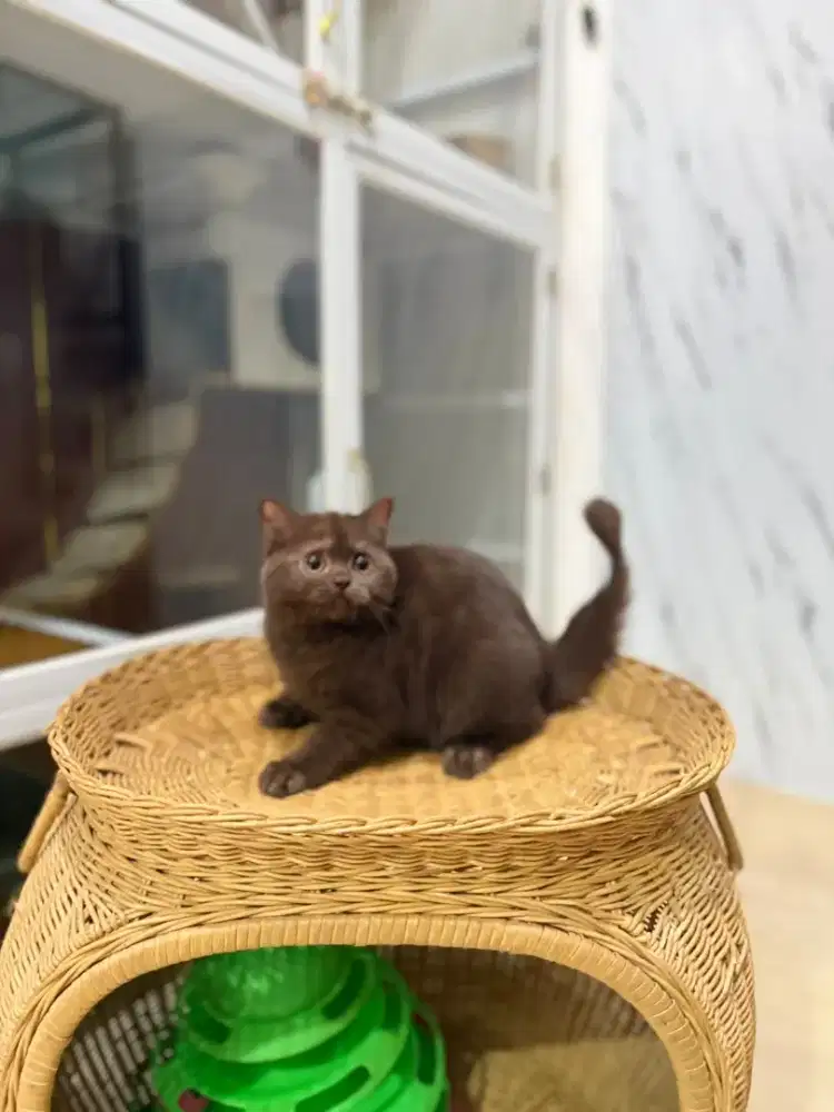British shorthair cinamon choco