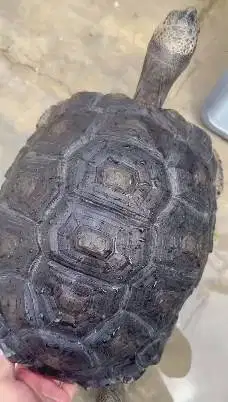kura kura darat aldabra 5 tahun diameter 37cm exotik langka unik puas