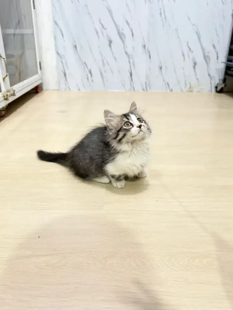 Kucing Munchkin