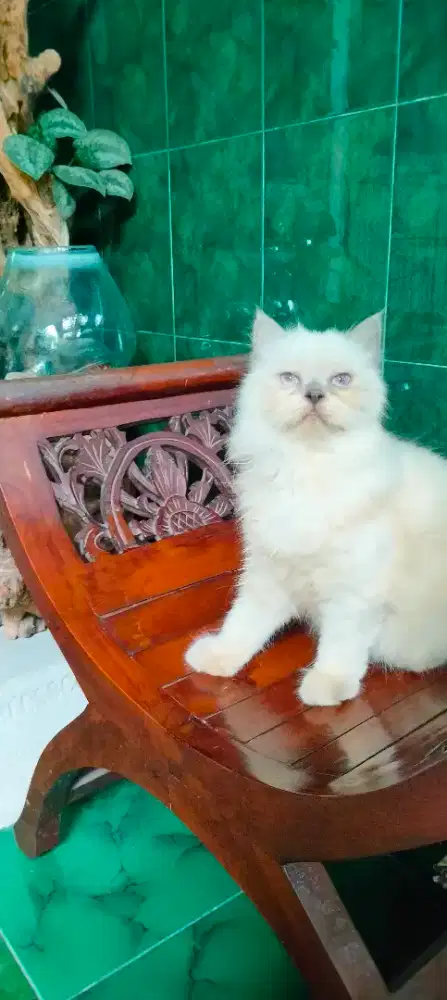 Kucing Persia Peak Nose Betina