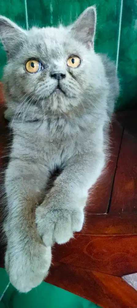 Kucing Persia Peak Nose Jantan