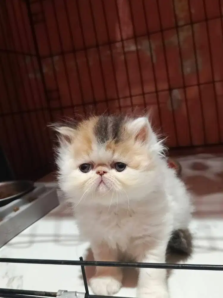 Kitten Minuet Peak NS