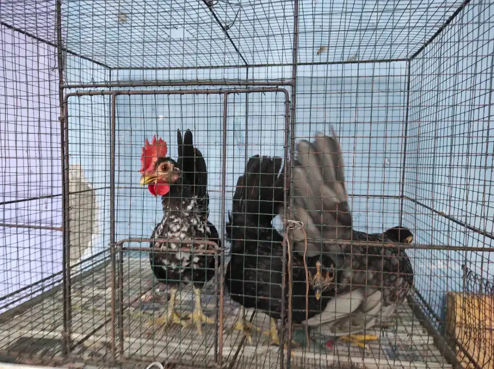 Anakan Kate usia 3 bulan