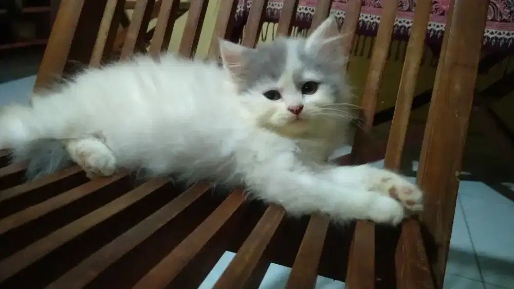 di jual kucing persia medium