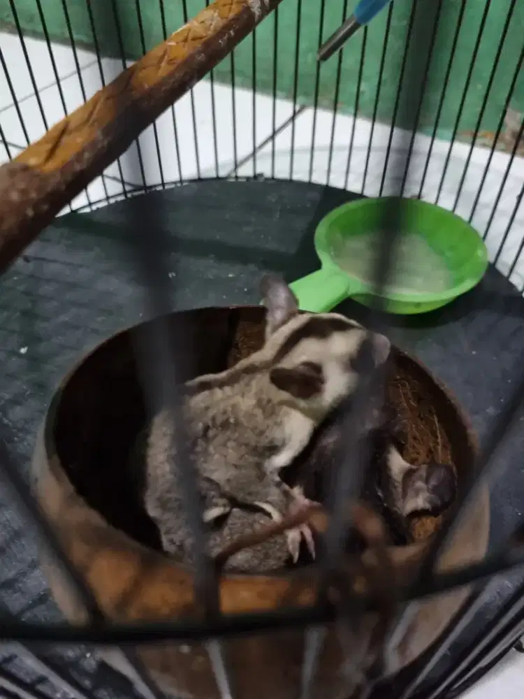 Sugar glider white face