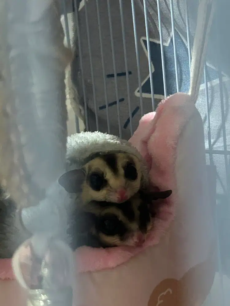 dijual sugar glider dewasa betina wf & cg