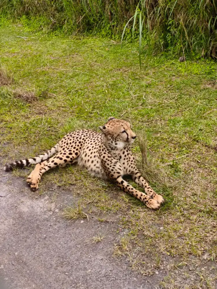 Dicari/dibutuhkan ART menginap di bekasi utara dekat summarecon bekasi