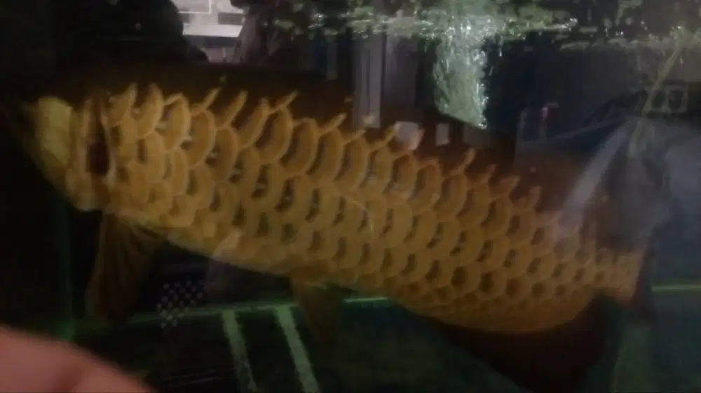 Jual ikan arwana golden red 50cm komplit