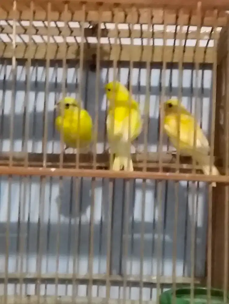 Dijual burung kenari