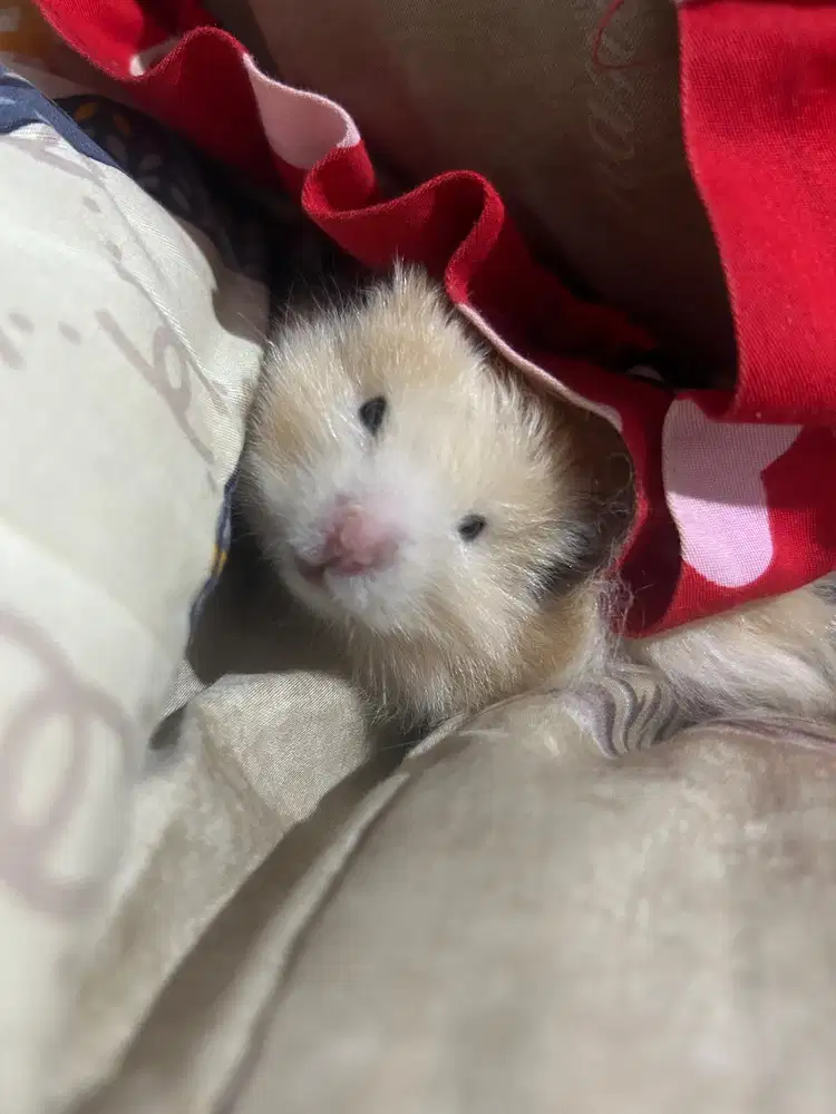 dijual hamster syrian longhair dewasa