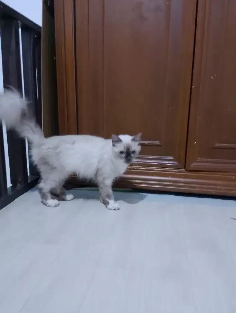Kucing Himalaya betina
