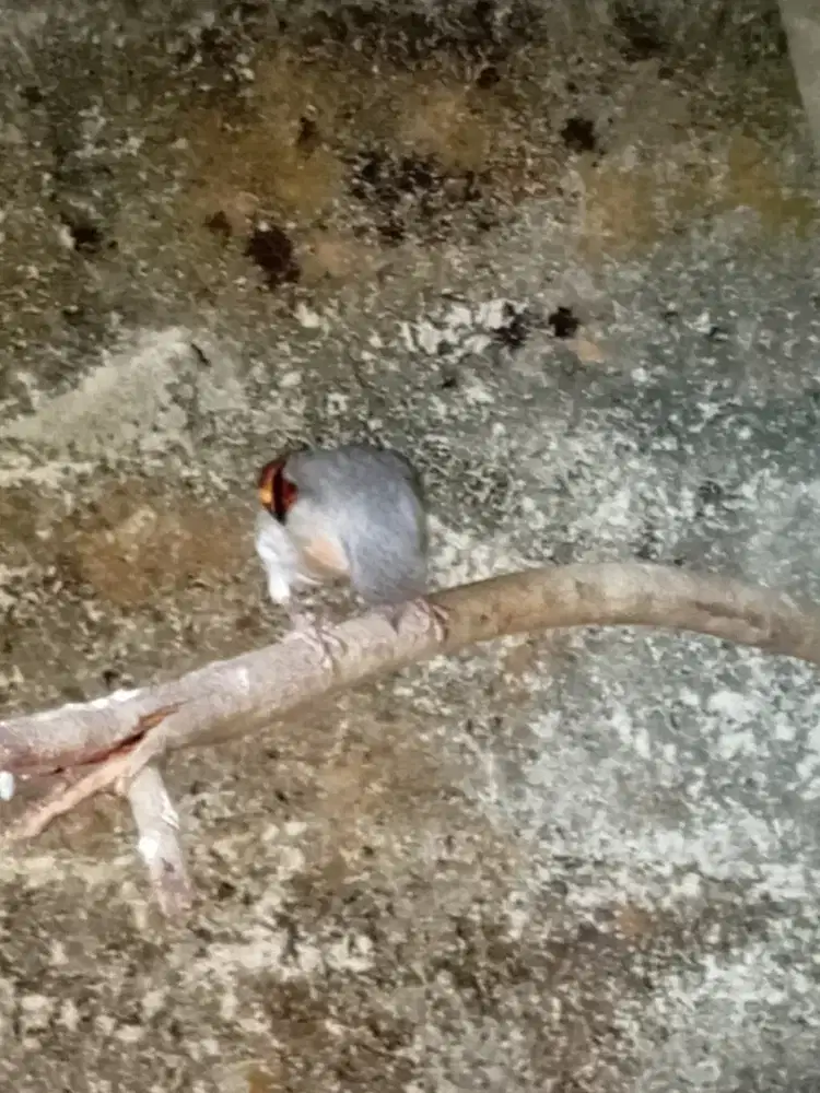 red siskin beti siapan