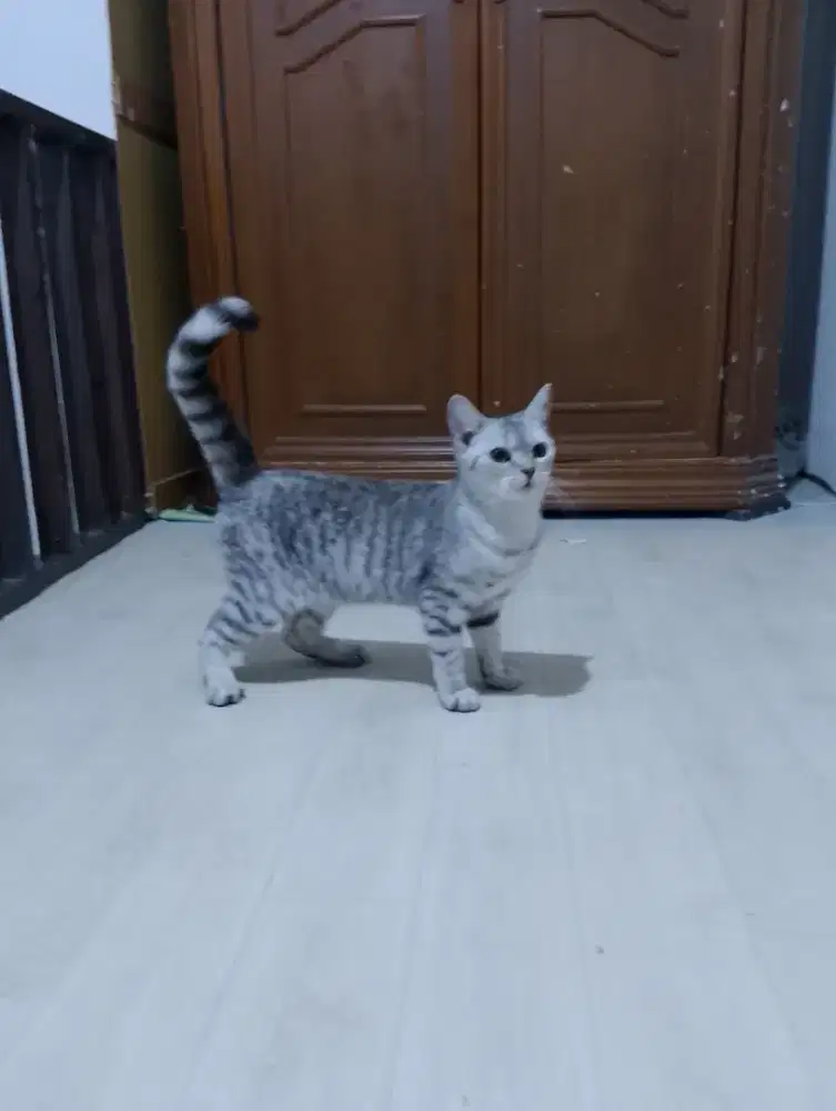 Kucing betina silver tabby