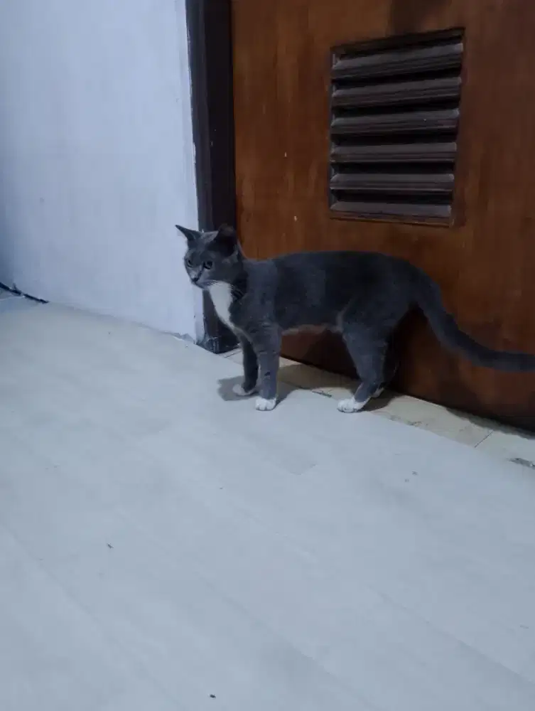 Kucing abu besok betina