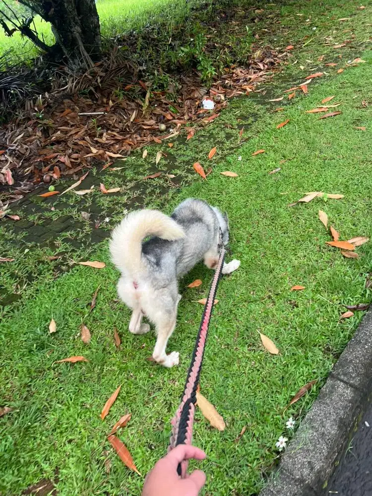 ART di Pondok Cabe, Tangsel