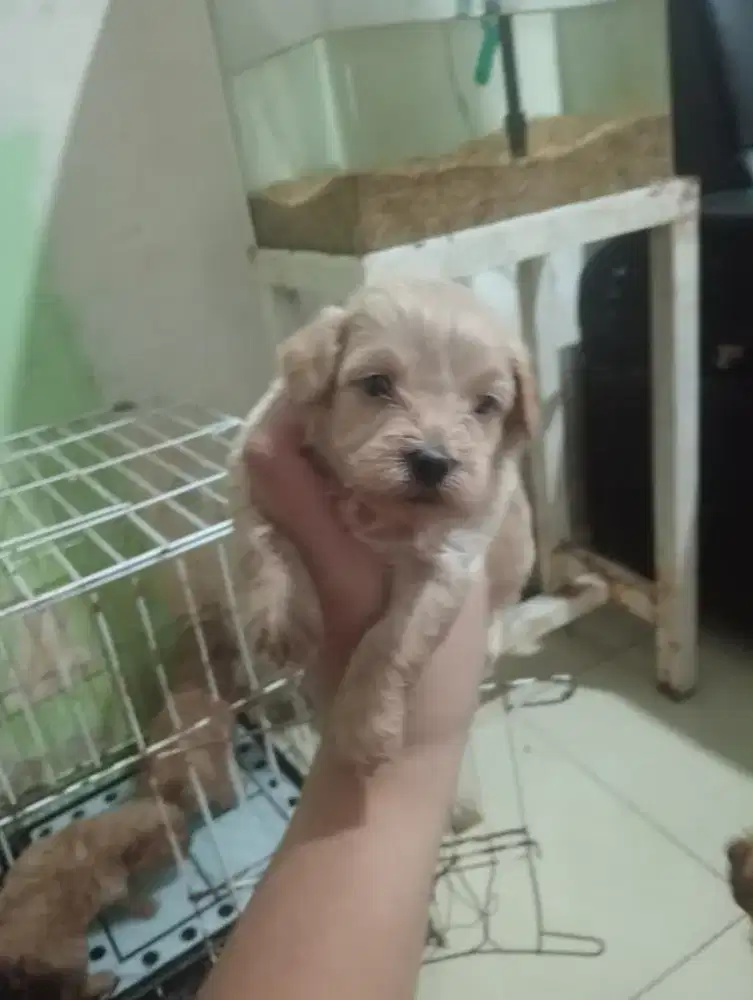 Mix poodle jantan yang banyak bulu