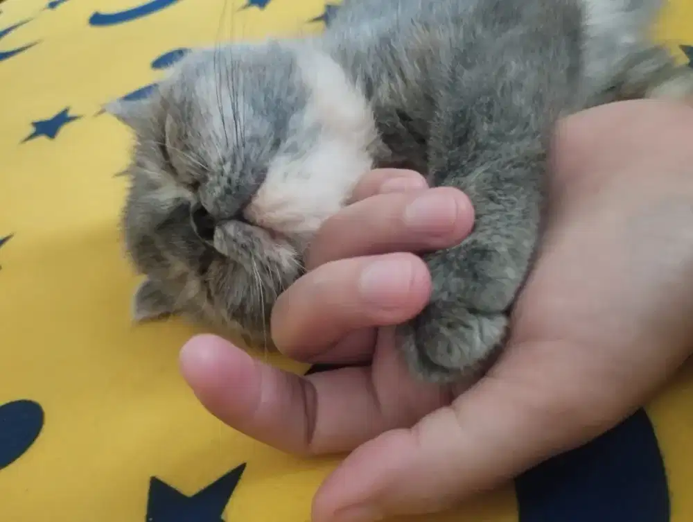 lepas adopsi untuk pecinta kucing