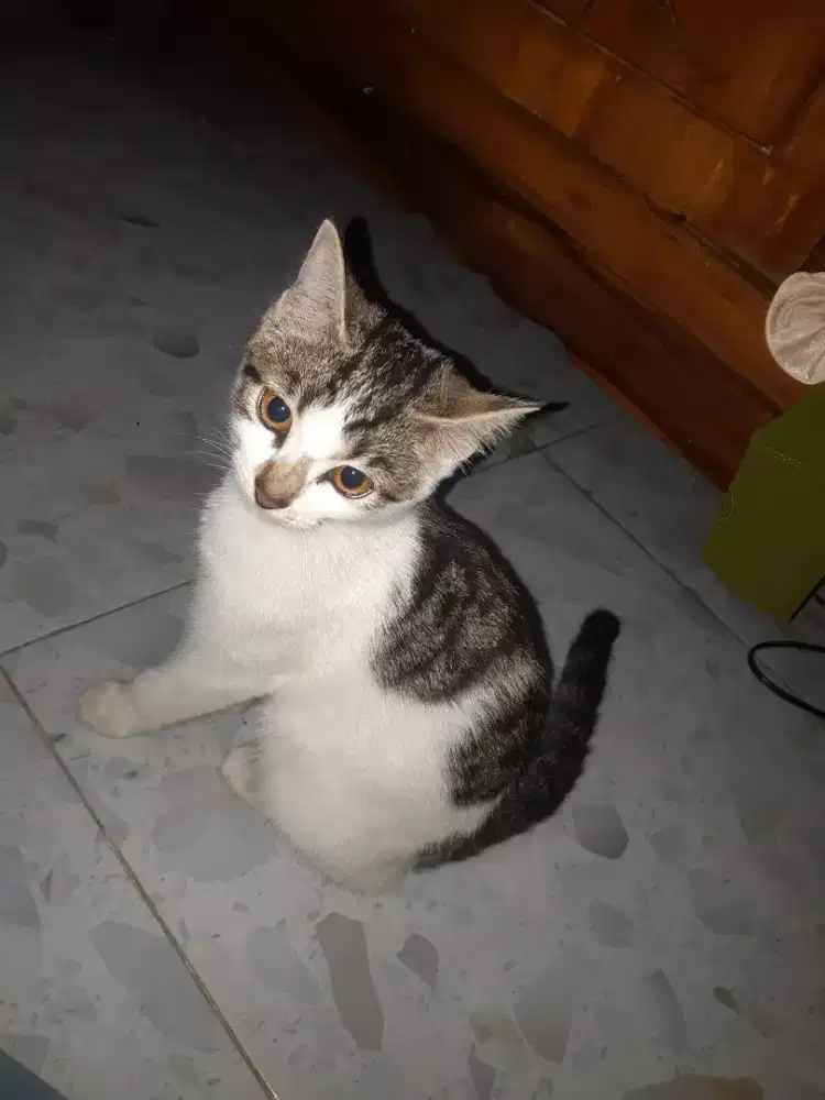 Open free adop Kitten persia mix dom free free free