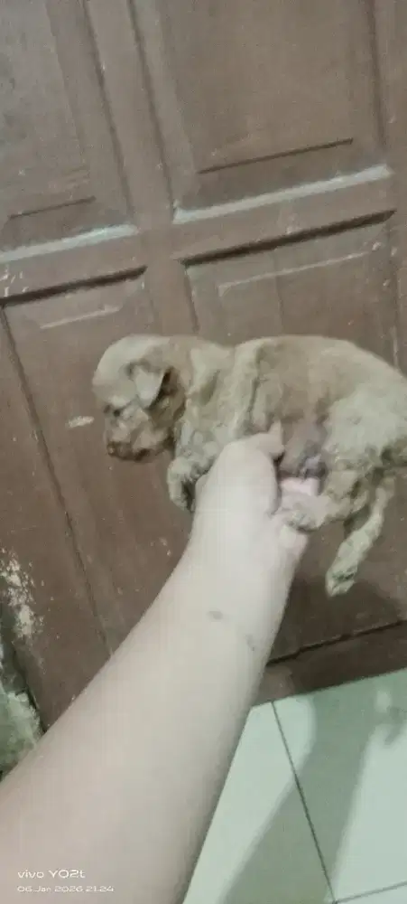 Mix poodle yang banyak bulu