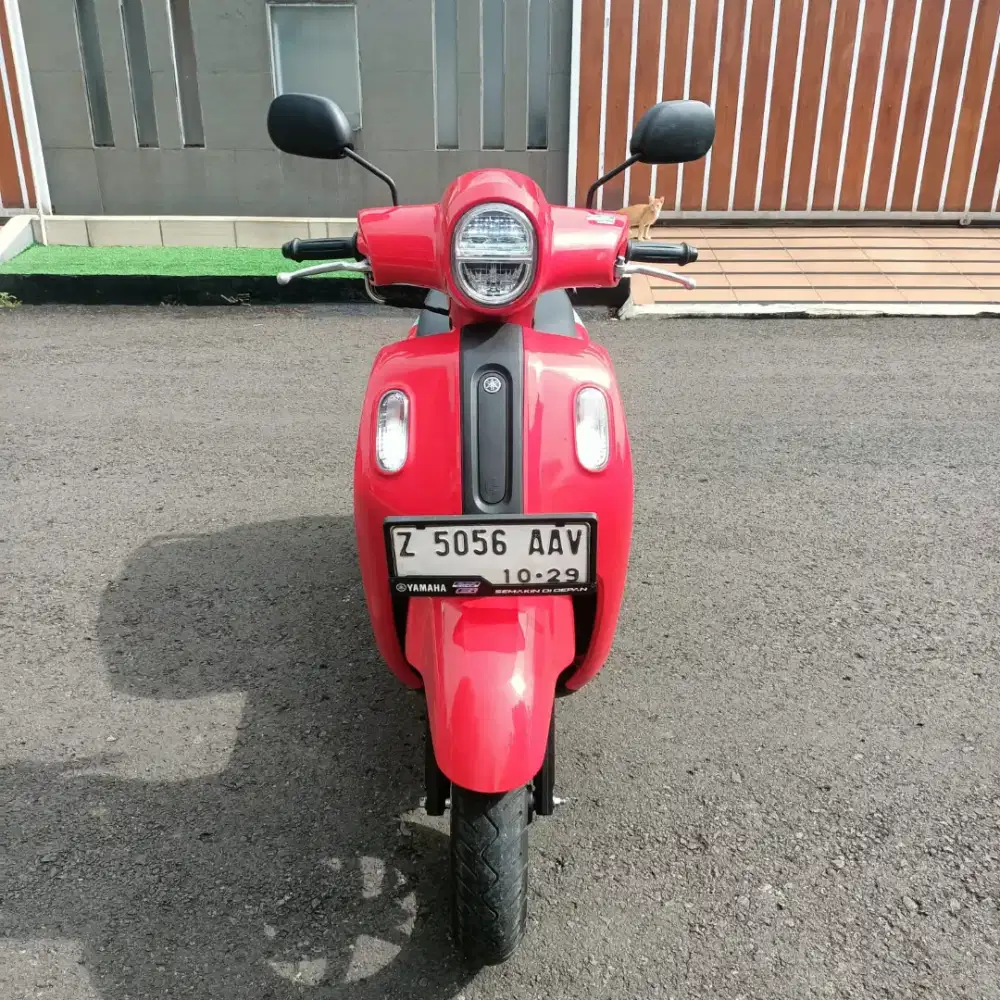 Fazzio Thun 2024 mulus