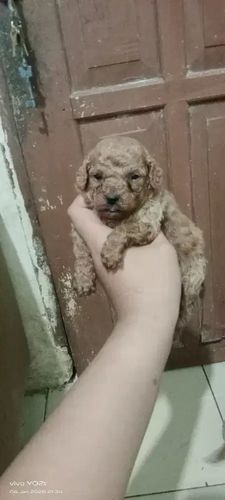Mix poodle yang banyak bulu