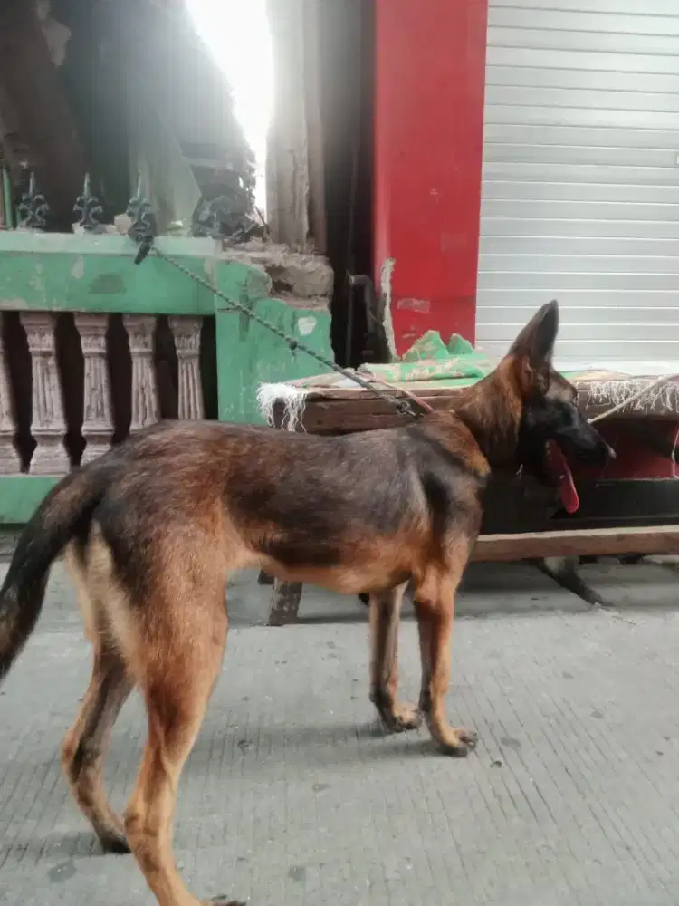 anjing belgian malinois