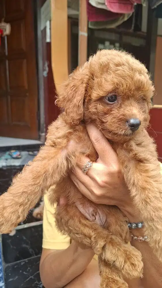 Anak Anjing Poodle