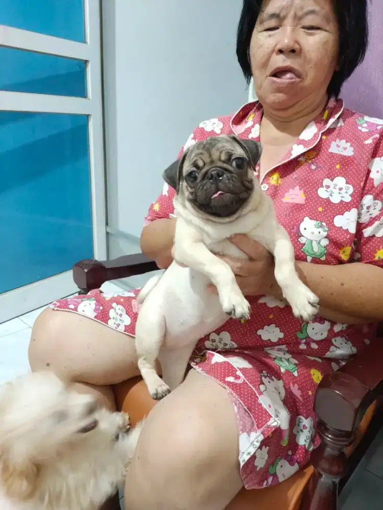 Sale anakan anjing pug murah