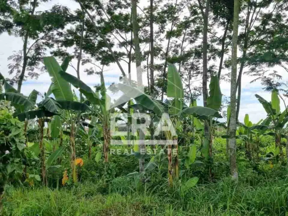 Tanah Kavling di Karangbesuki Sukun, dekat kampus UB, UIN, Padaswatu Cafe, cocok untuk rumah tinggal atau kost2an