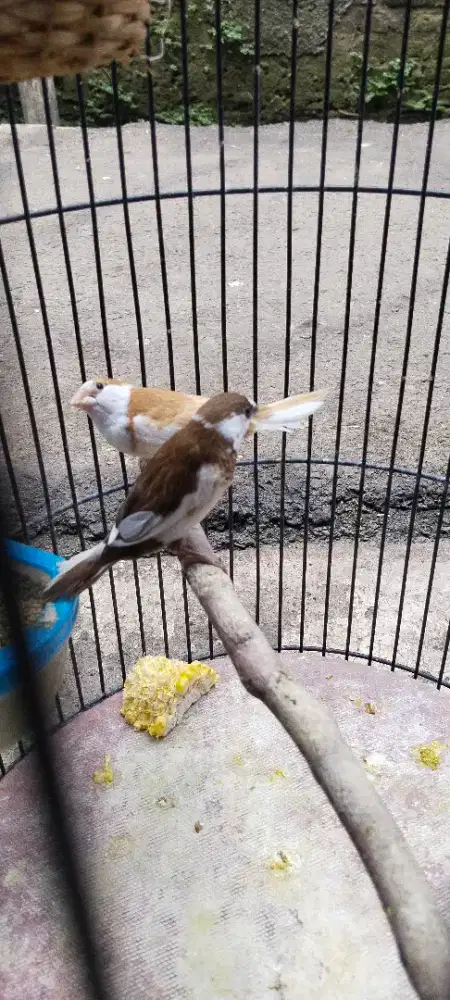 Emprit Jepang beserta anakanya