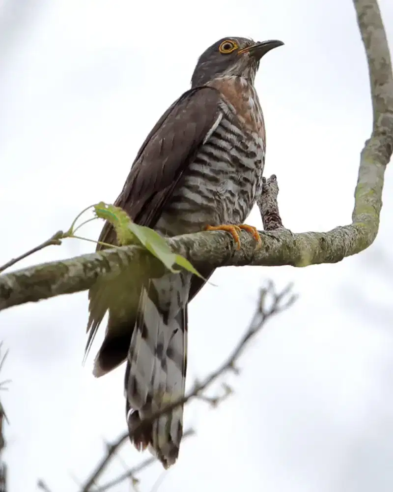 burung kedasih terbesar di dunia jantan