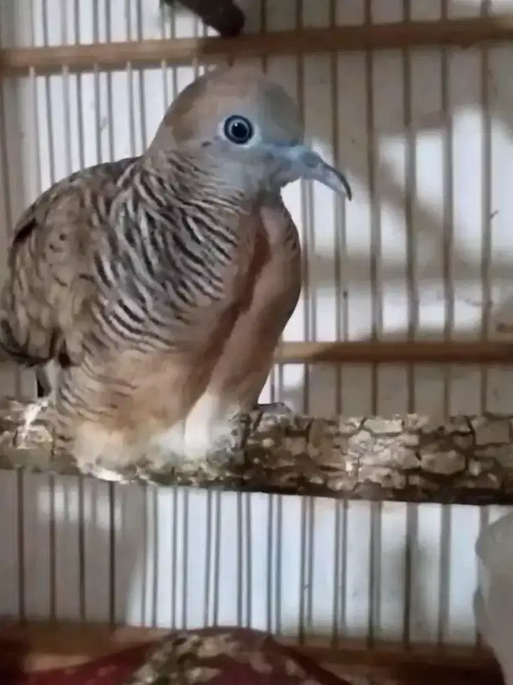 Perkutut banyumili & sriwiti