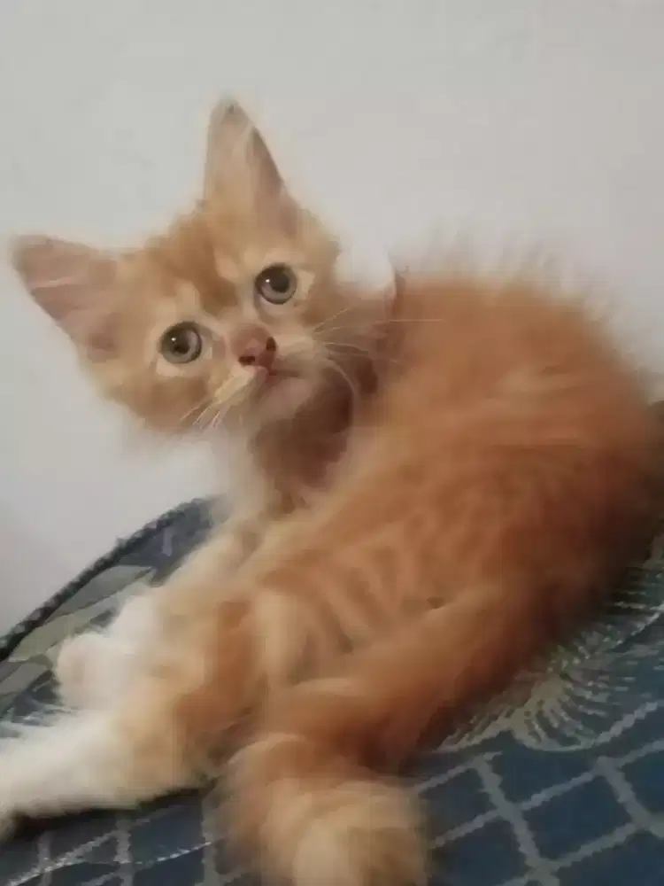 Mencari pekerjaan Art/ baby sitter