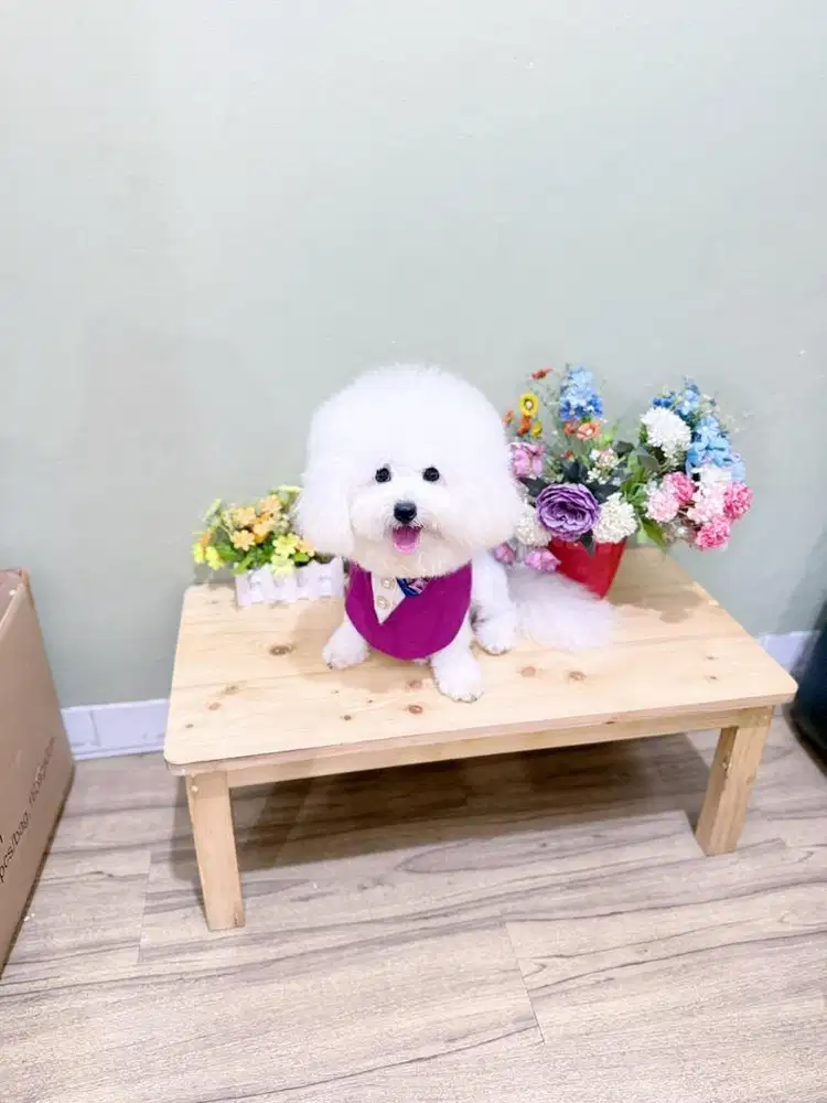 Super cute korean mini bichon frise male vaksin lengkp bl import korea