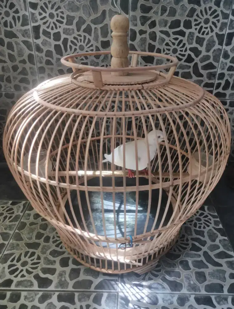 Burung Puter Putih Mata Merah