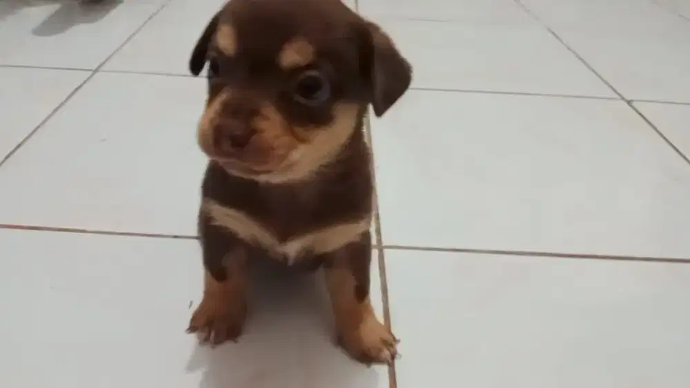 Jual anak anjing ras