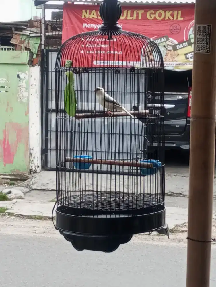 Kenari AF Panda Gacor