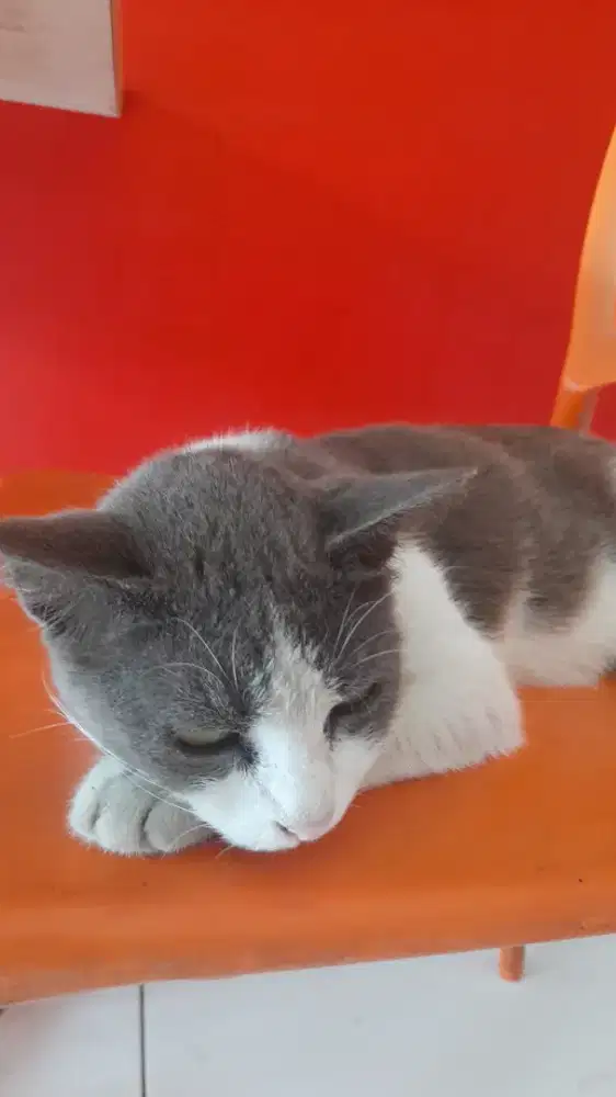 Anak kucing dan ibunya