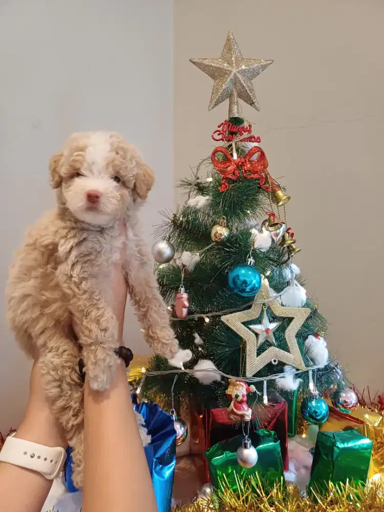 Toy poodle betina