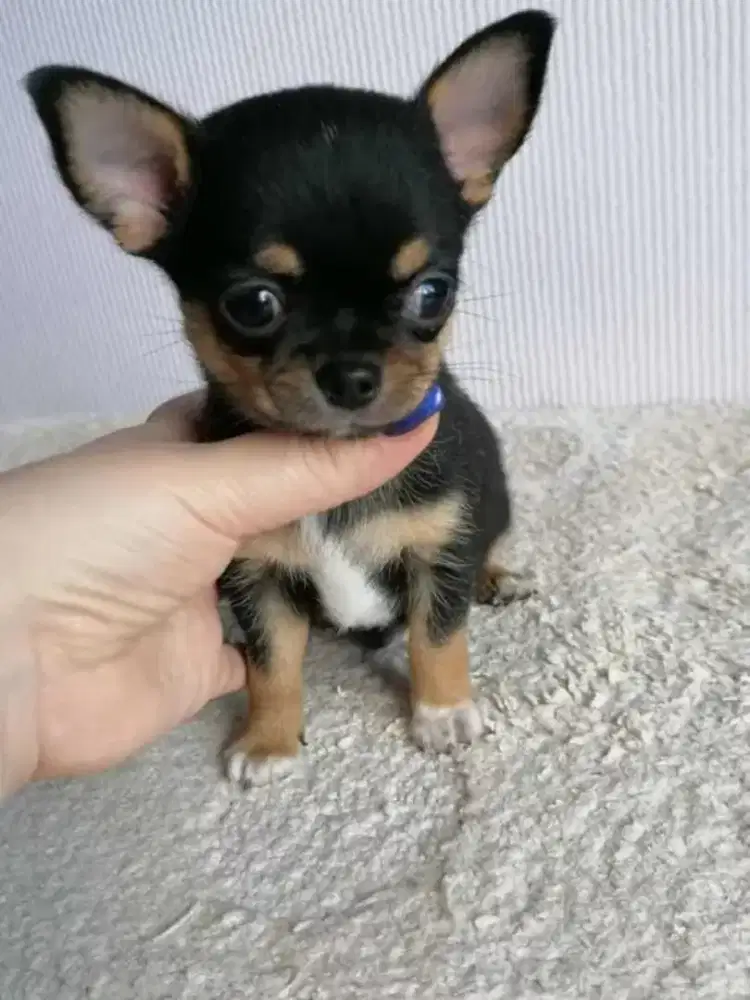 DIJUAL ANJING CHIHUAHUA