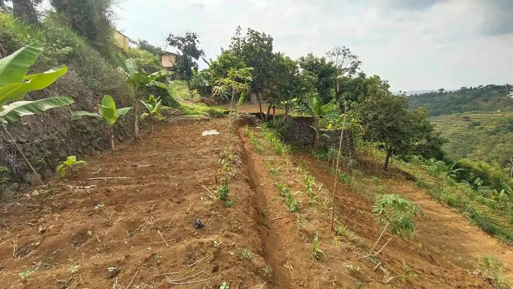 JUAL TANAH PANCAWATI LOKASI STRATEGIS