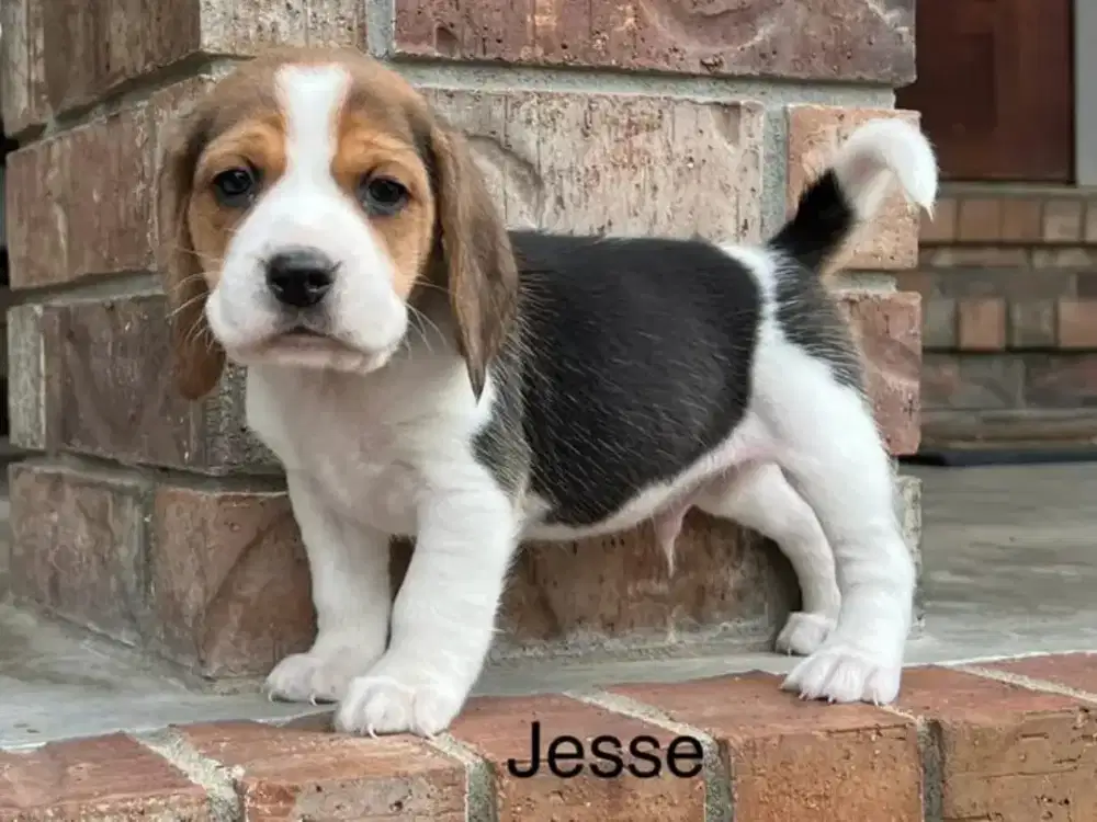 DIJUAL ANJING BEAGLE