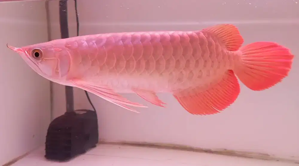 Arwana super red 30cm