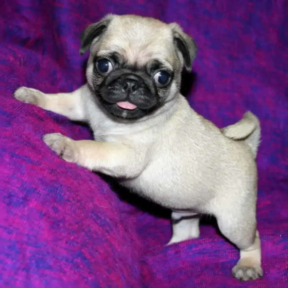 DIJUAL ANJING PUG